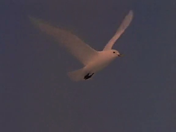 北极冰原 Arctic Kingdom: Life at the Edge