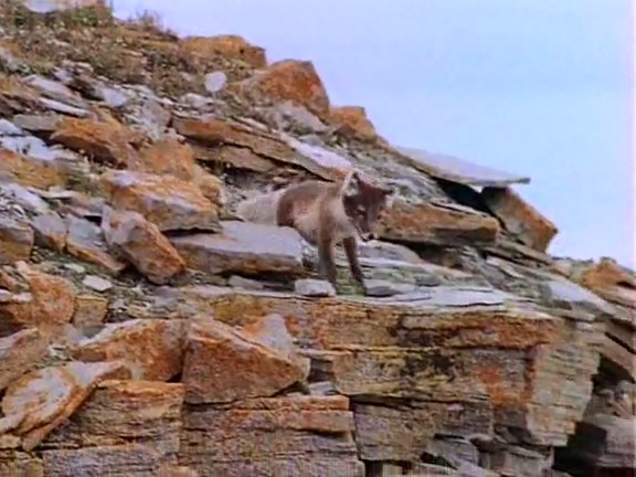 北极冰原 Arctic Kingdom: Life at the Edge