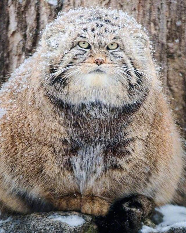 草原猎手兔狲 Wildlife Instincts: Pallas's Cat – Master of the Plains
