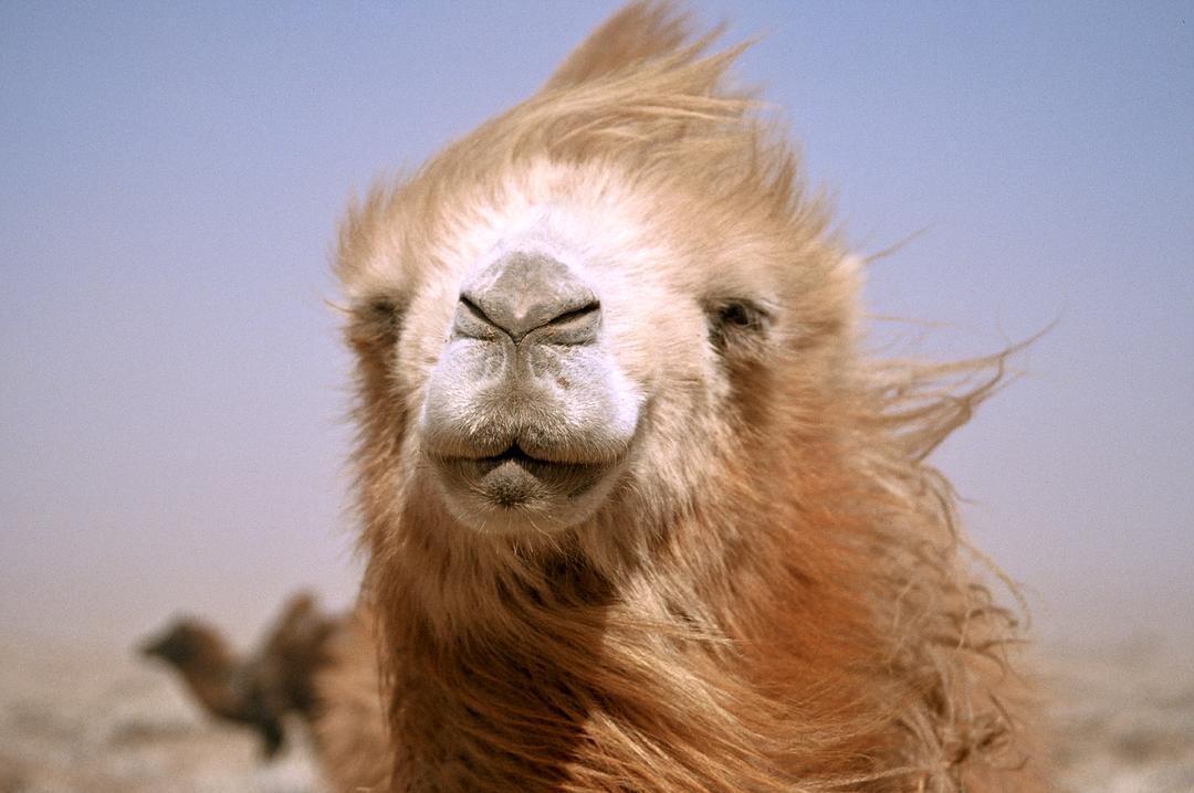 哭泣的骆驼 Die Geschichte vom weinenden Kamel