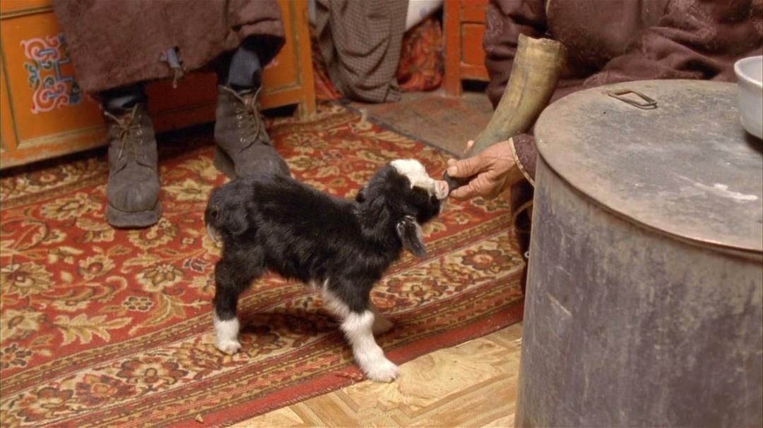 哭泣的骆驼 Die Geschichte vom weinenden Kamel