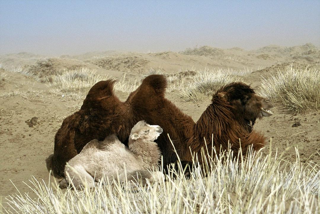 哭泣的骆驼 Die Geschichte vom weinenden Kamel