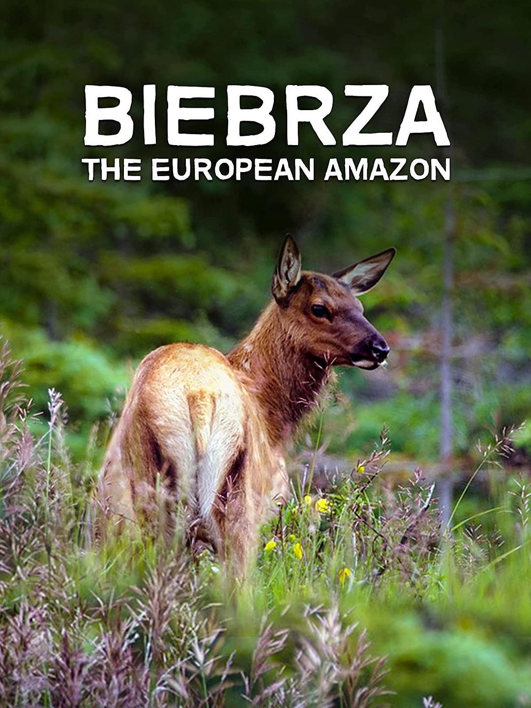 别布扎河:欧洲的亚马孙 Biebrza: The European Amazon