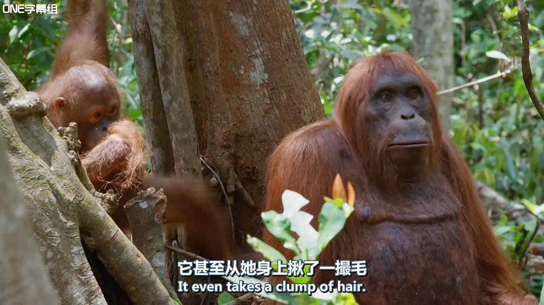 荒野间谍 第一季 Spy in the Wild Season 1