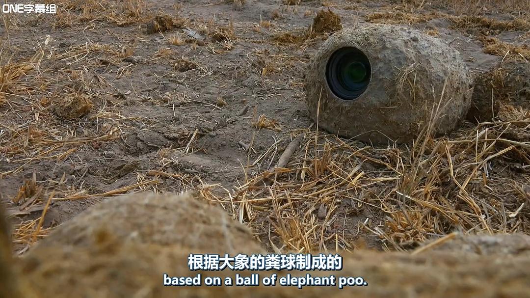 荒野间谍 第一季 Spy in the Wild Season 1