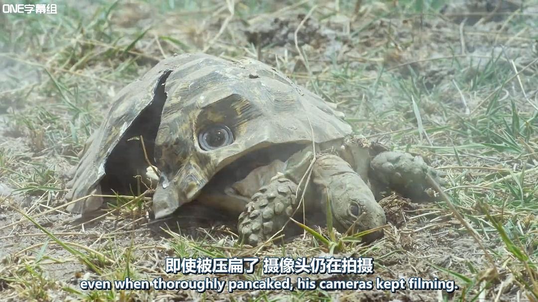 荒野间谍 第一季 Spy in the Wild Season 1