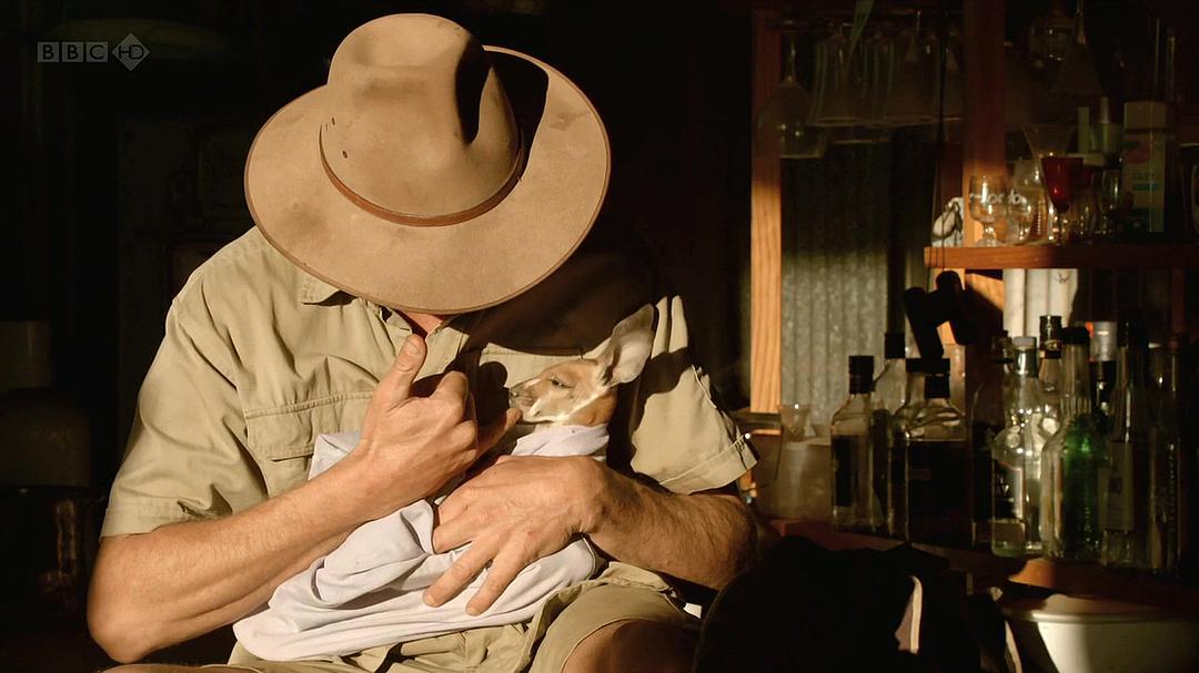 自然世界:袋鼠邓迪 The Natural World: Kangaroo Dundee