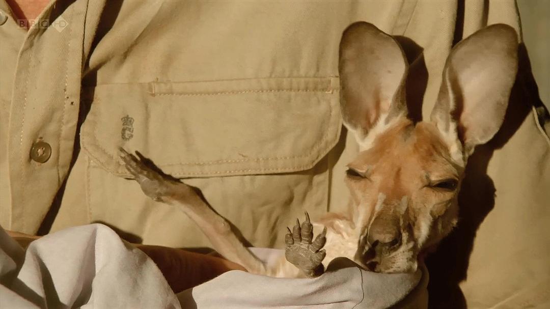 自然世界:袋鼠邓迪 The Natural World: Kangaroo Dundee