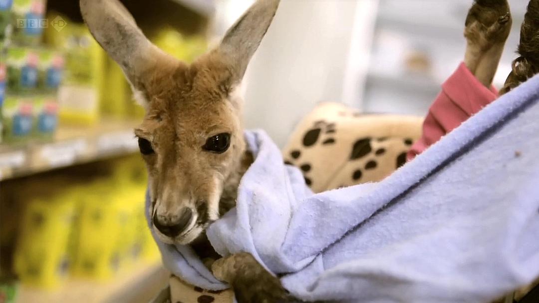 自然世界:袋鼠邓迪 The Natural World: Kangaroo Dundee