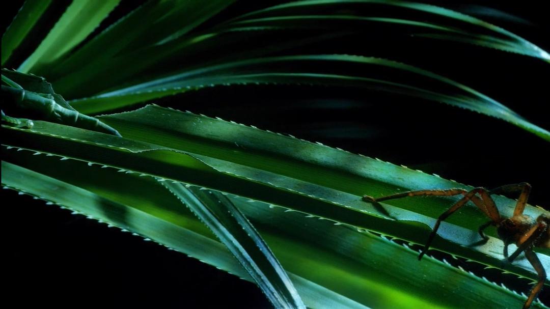 微型猛兽世界之旅 Micro Monsters 3D