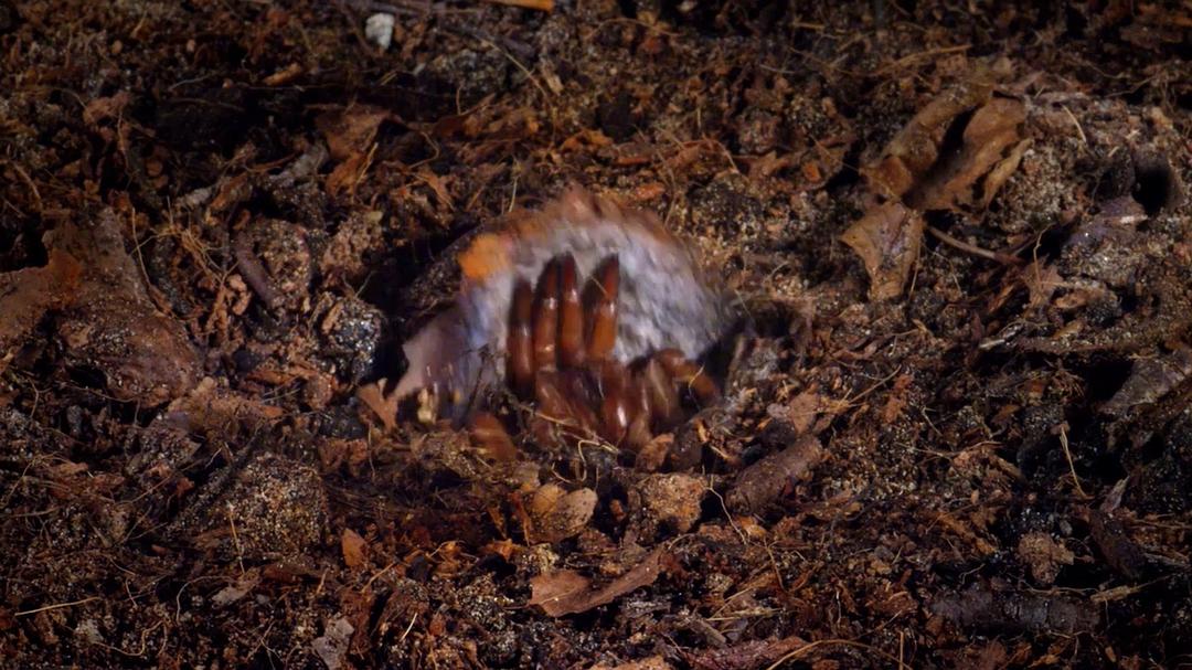 微型猛兽世界之旅 Micro Monsters 3D