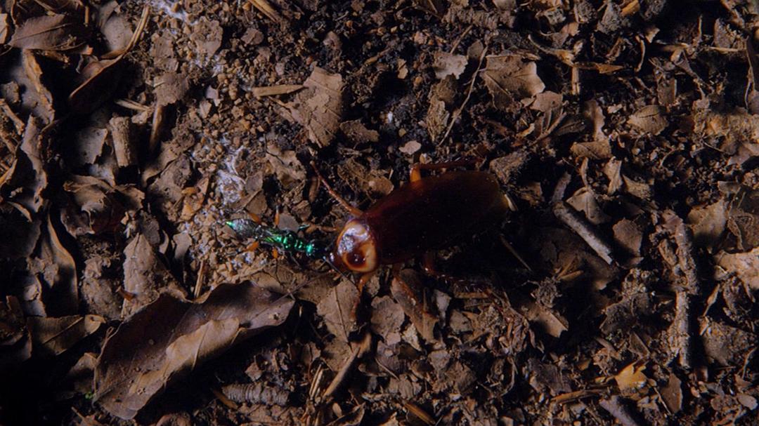 微型猛兽世界之旅 Micro Monsters 3D