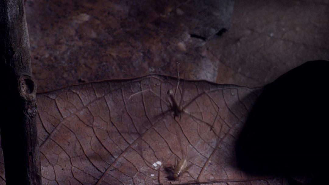 微型猛兽世界之旅 Micro Monsters 3D