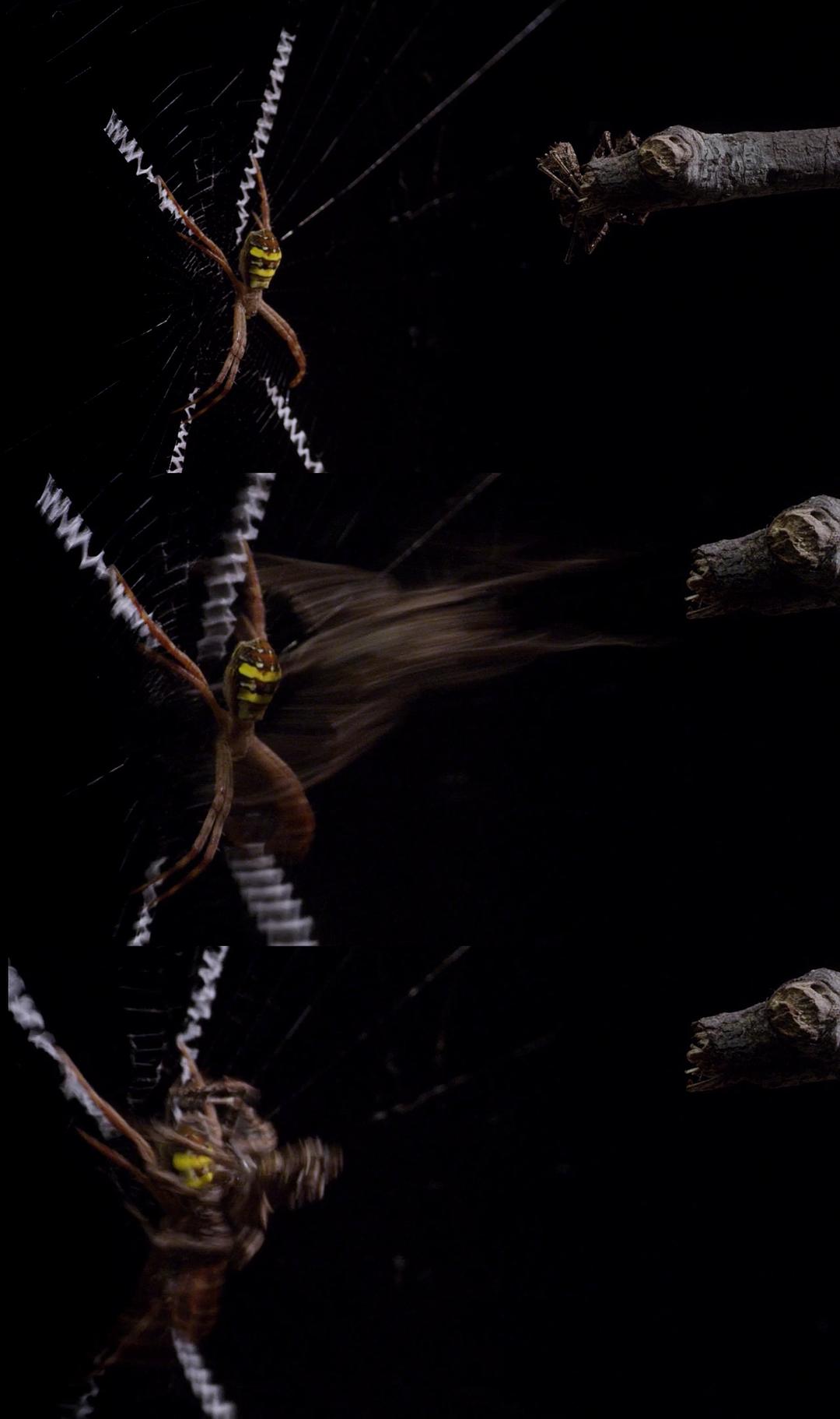 微型猛兽世界之旅 Micro Monsters 3D