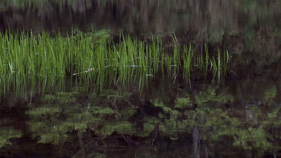 微型猛兽世界之旅 Micro Monsters 3D