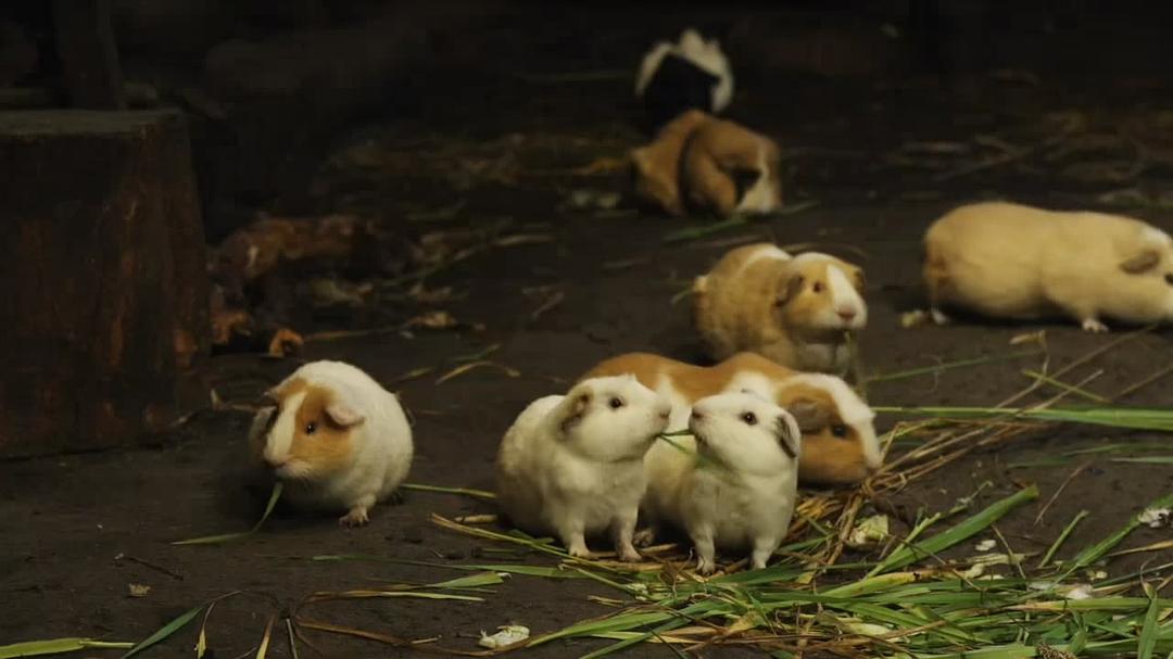 宠物:内心狂野 Pets – Wild at Heart