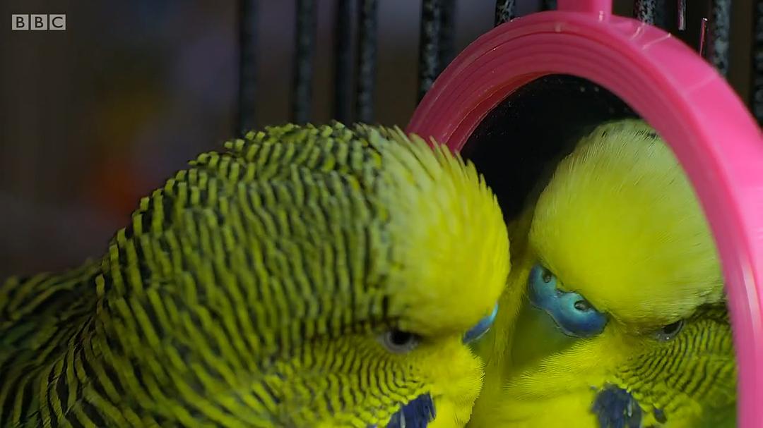 宠物:内心狂野 Pets – Wild at Heart