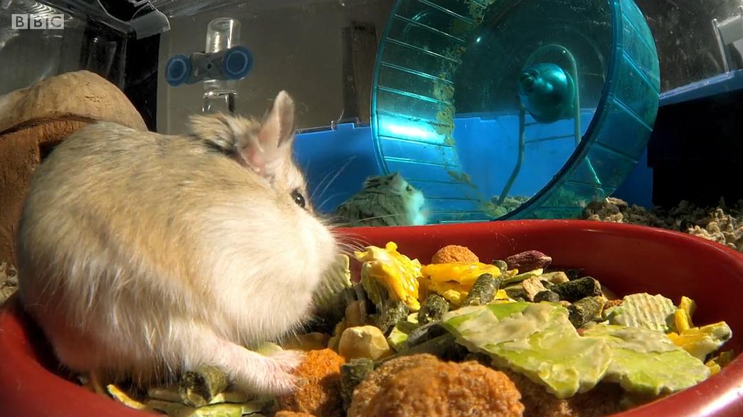 宠物:内心狂野 Pets – Wild at Heart