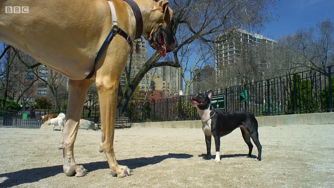 宠物:内心狂野 Pets – Wild at Heart