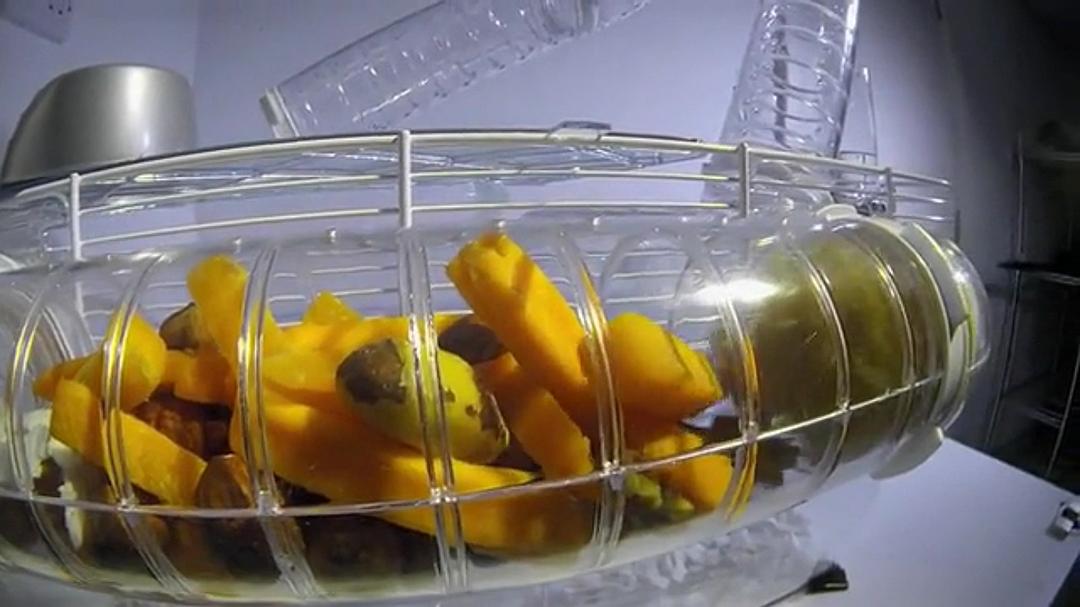 宠物:内心狂野 Pets – Wild at Heart