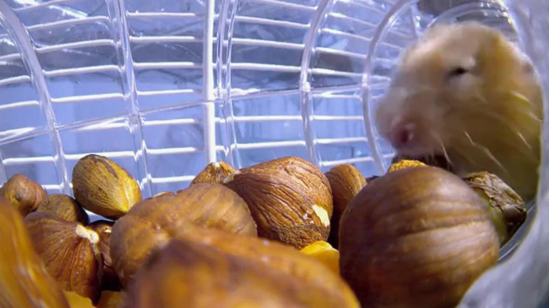 宠物:内心狂野 Pets – Wild at Heart