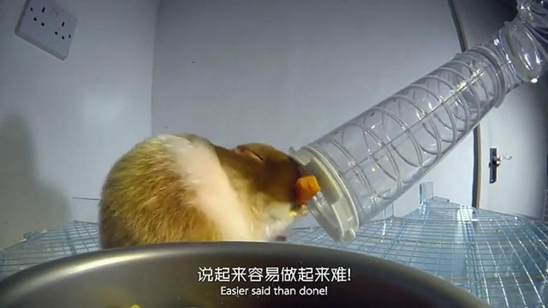 宠物:内心狂野 Pets – Wild at Heart