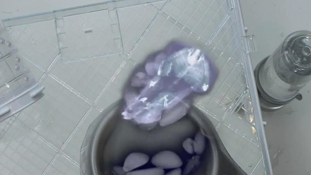 宠物:内心狂野 Pets – Wild at Heart