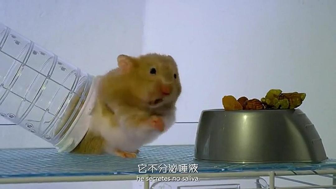 宠物:内心狂野 Pets – Wild at Heart