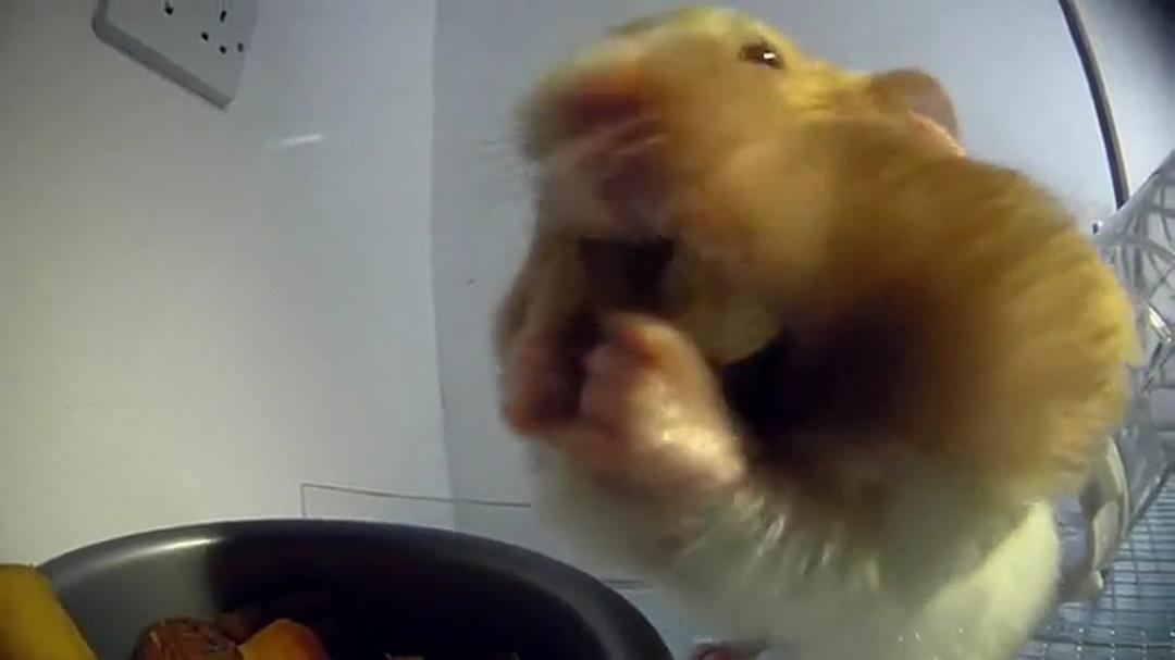 宠物:内心狂野 Pets – Wild at Heart