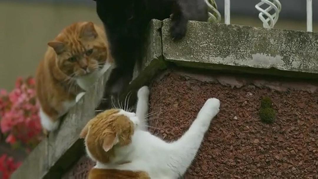 宠物:内心狂野 Pets – Wild at Heart