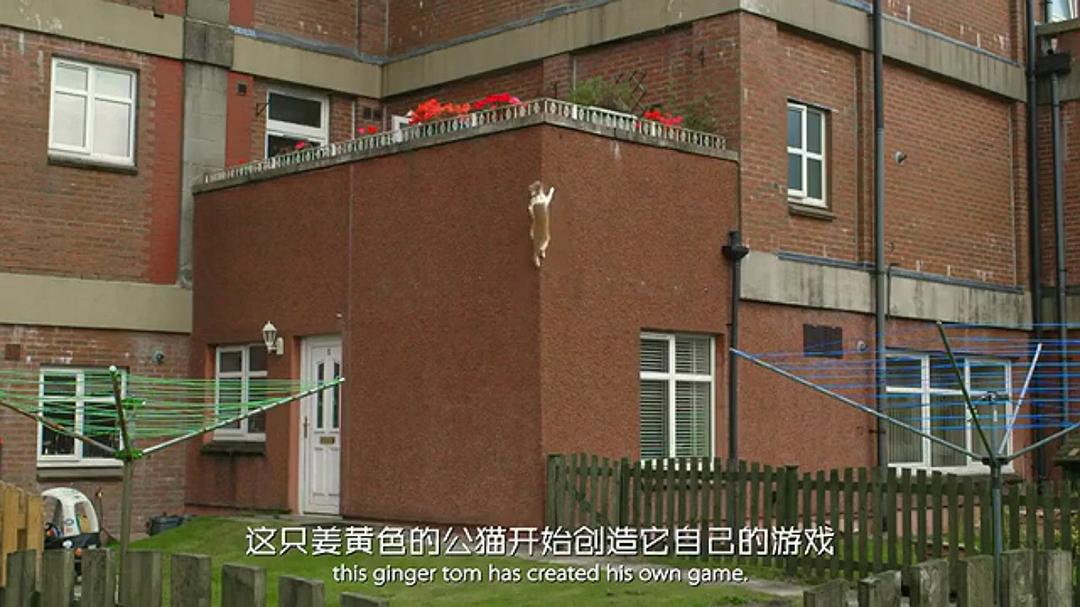 宠物:内心狂野 Pets – Wild at Heart