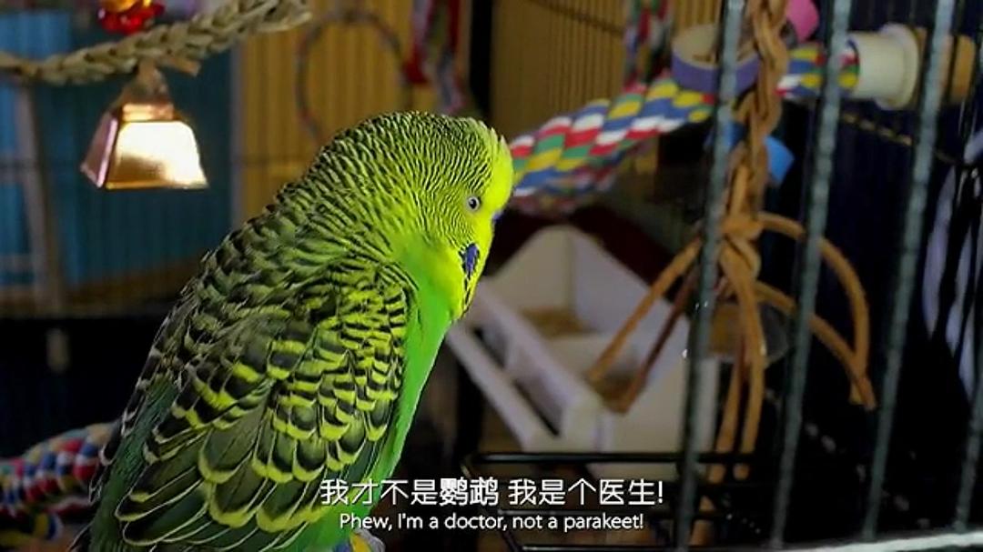 宠物:内心狂野 Pets – Wild at Heart