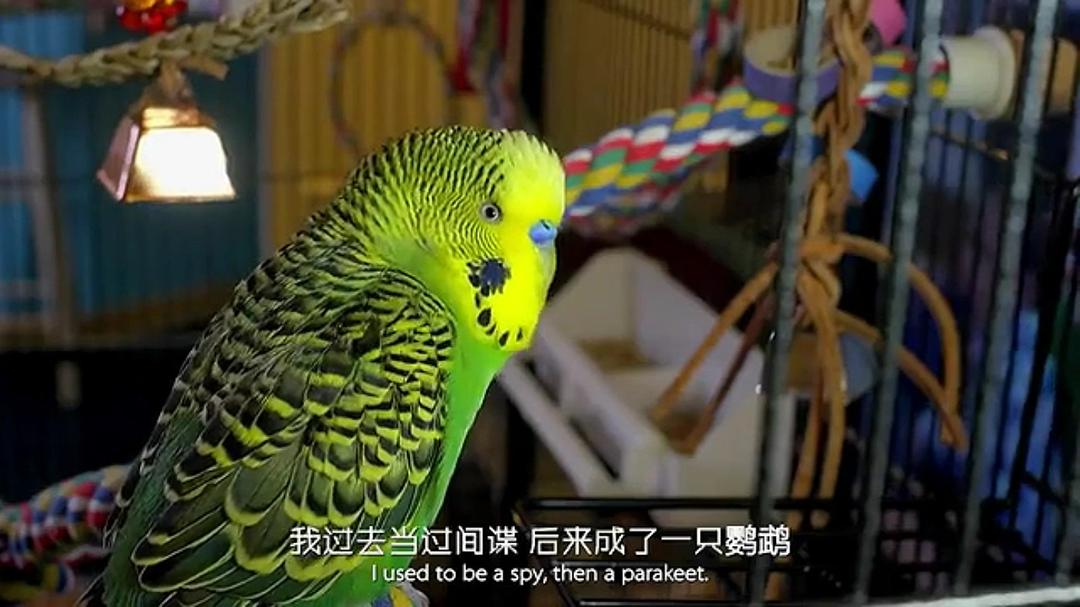 宠物:内心狂野 Pets – Wild at Heart