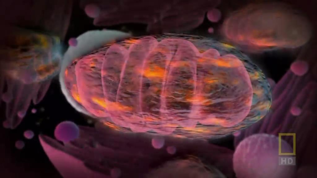 人体内旅行 Inside the Living Body