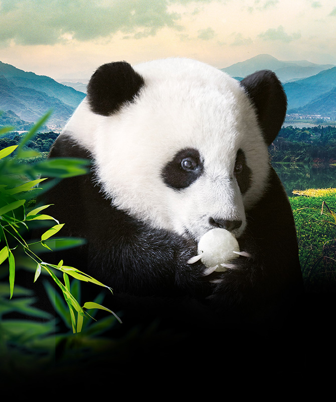 超萌动物 Super Cute Animals