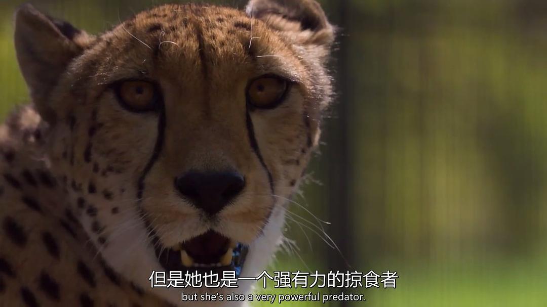 超萌动物 Super Cute Animals