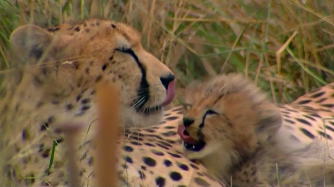 超萌动物 Super Cute Animals