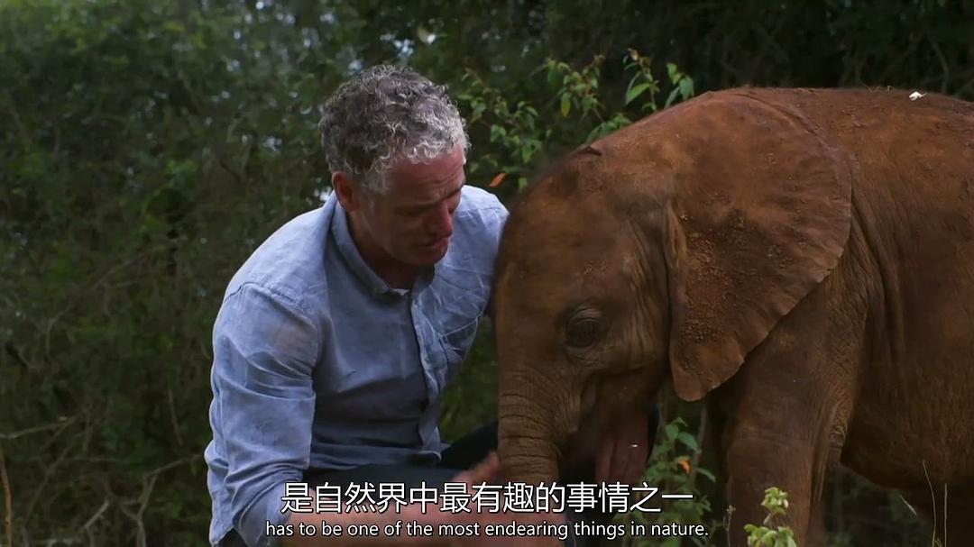 超萌动物 Super Cute Animals