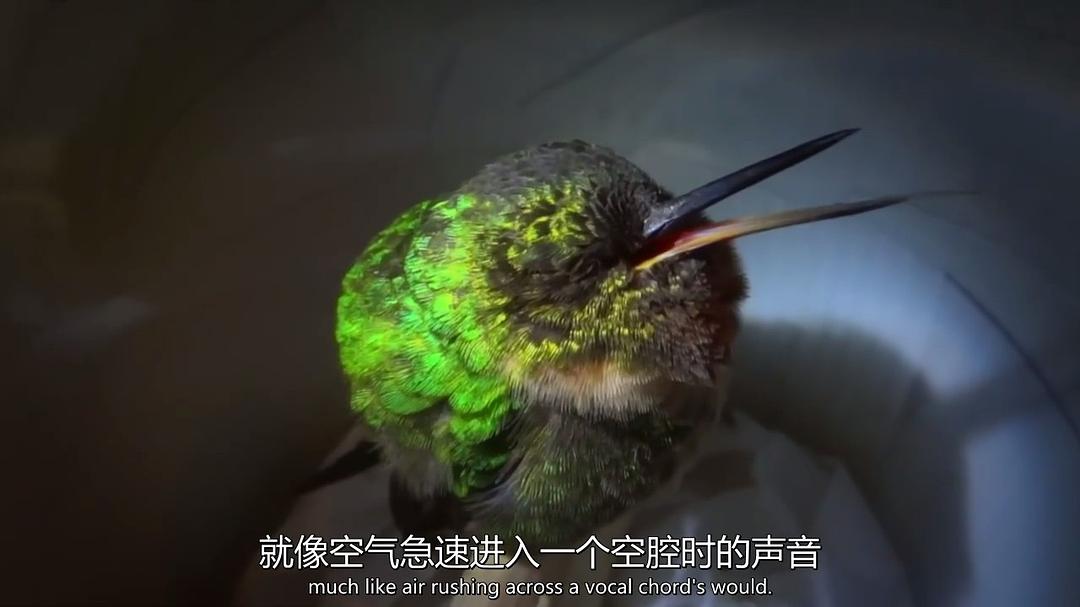 超萌动物 Super Cute Animals