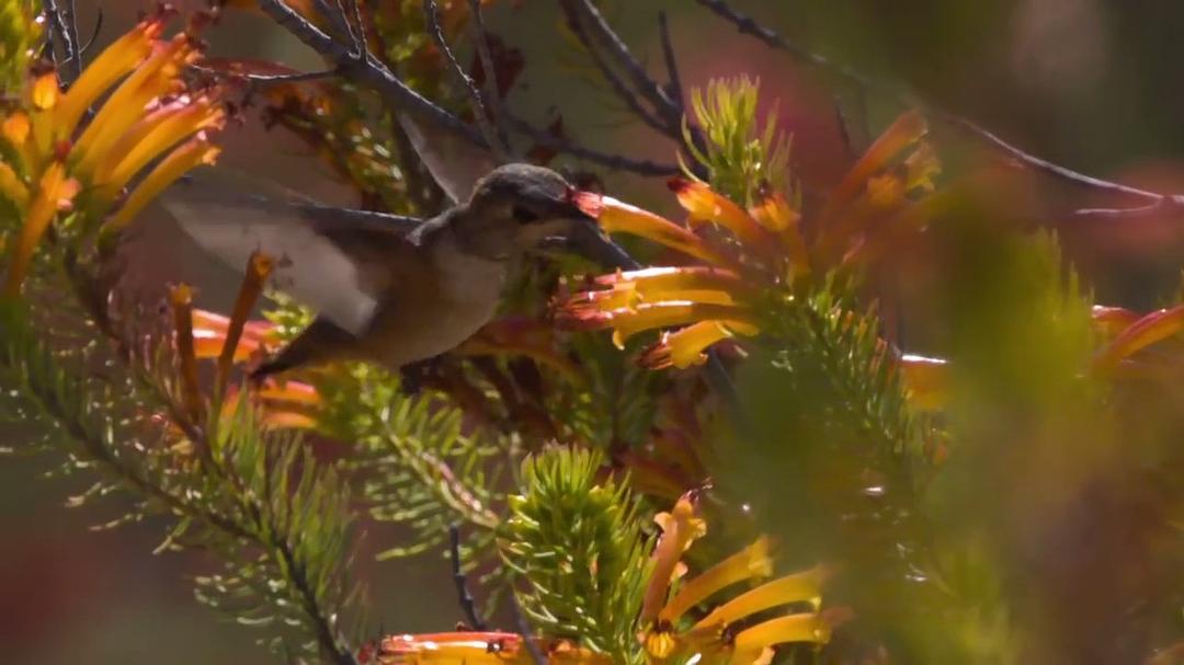 超萌动物 Super Cute Animals