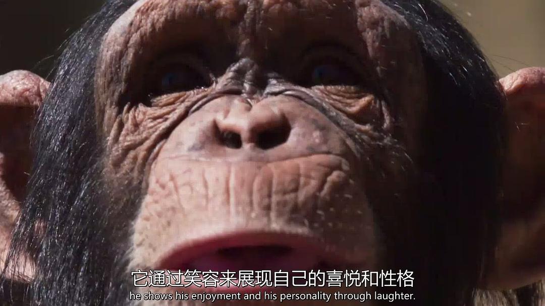 超萌动物 Super Cute Animals