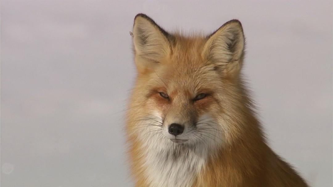 黄石公园 Yellowstone