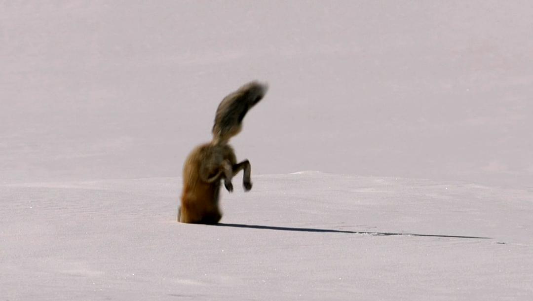 黄石公园 Yellowstone