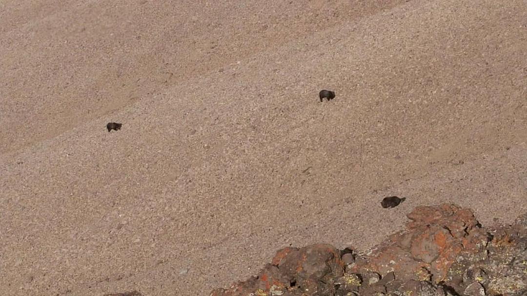 黄石公园 Yellowstone