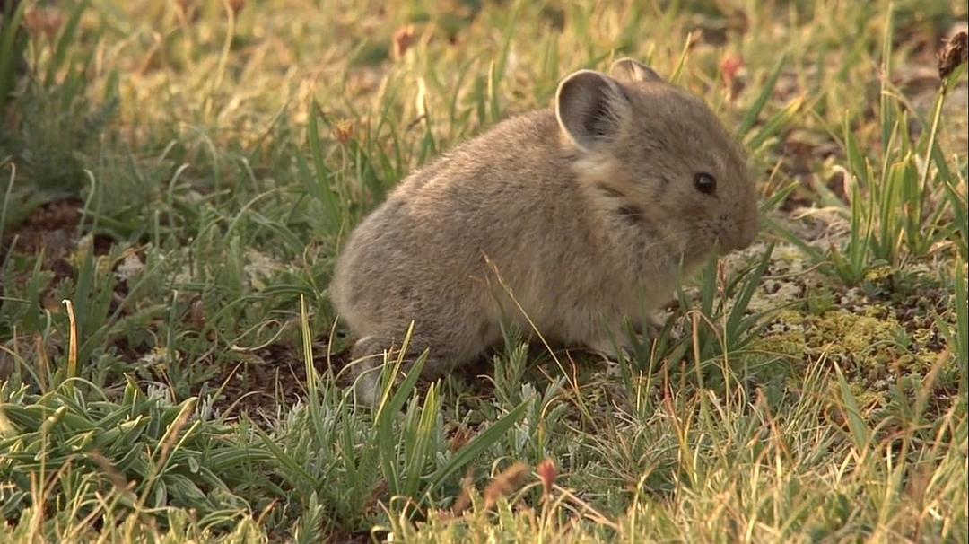黄石公园 Yellowstone