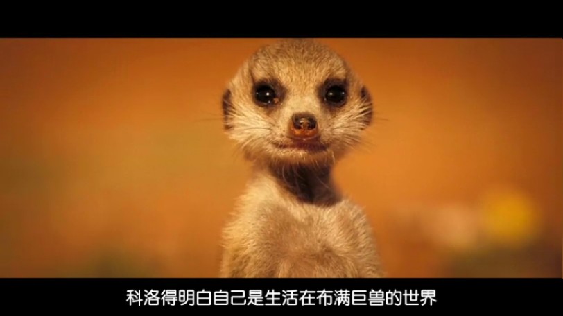 蒙哥 The Meerkats