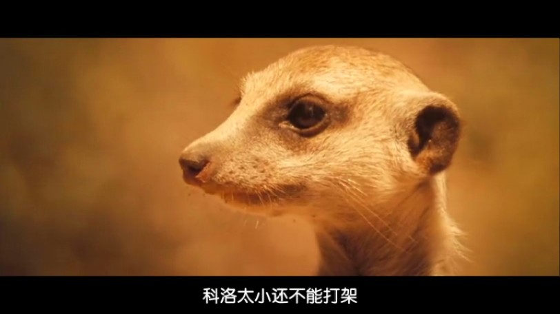 蒙哥 The Meerkats