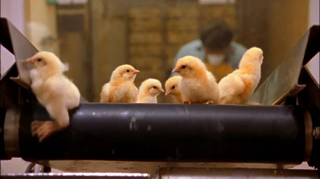 食品公司 Food, Inc.