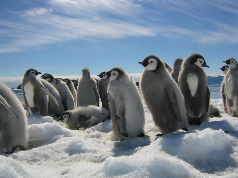 帝企鹅日记 La marche de l'empereur