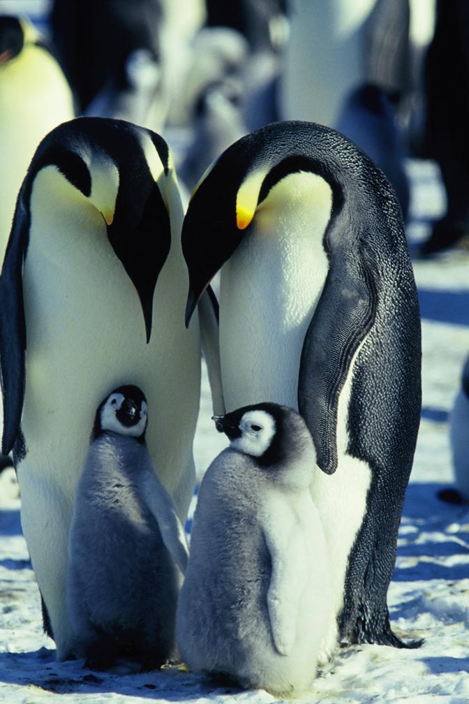 帝企鹅日记 La marche de l'empereur